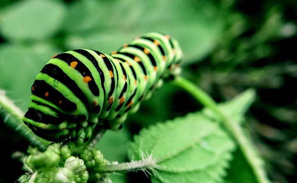 Are you in a Procession of Caterpillars?